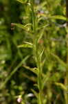 Yellow fringed orchid